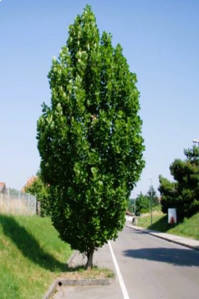 Тюльпанове дерево Фастігіатум з вузькою пірамідальною кроною.